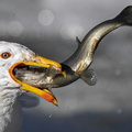 Gull makes short work of a Pearl Mullet (Alburnus tarichi) in Van, Turkey